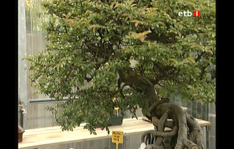 bonsai tree wood White Oval Izumi Bonsai Pot - Various sizes available