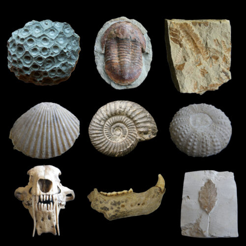 LUBERRI MUSEOko PALEONTOLOGIA TAILERRERAKO familia gonbidapena