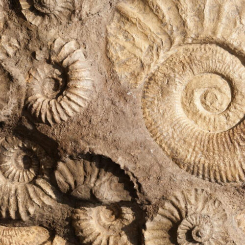 LUBERRI MUSEOko FOSIL TAILERRERAKO familia gonbidapena